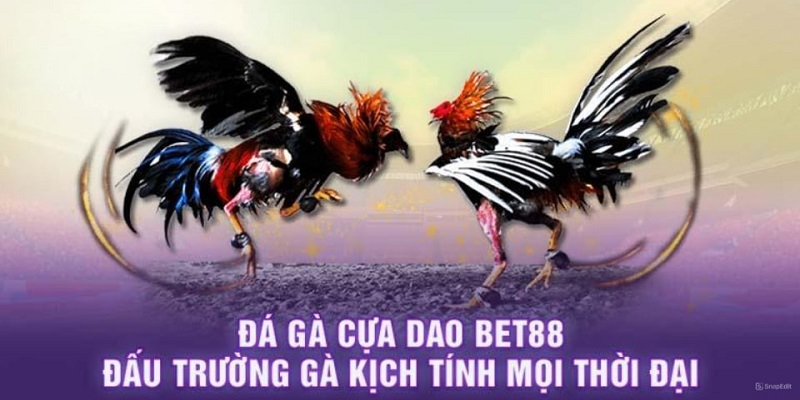 Bet88 Đá gà cựa dao đầy kịch tính hấp dẫn